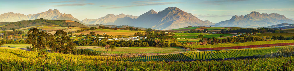 Simonsig Estate: Een erfenis van uitmuntendheid in de Zuid-Afrikaanse wijnbouw